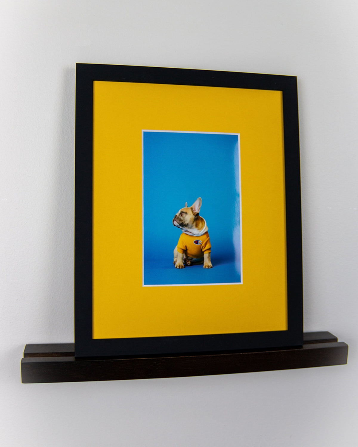 Yellow matboard with a black frame, surrounding an image of a French bulldog on a blue background.
